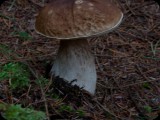 mushroom